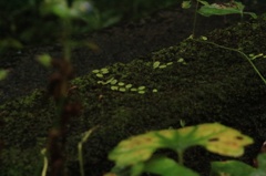 苔