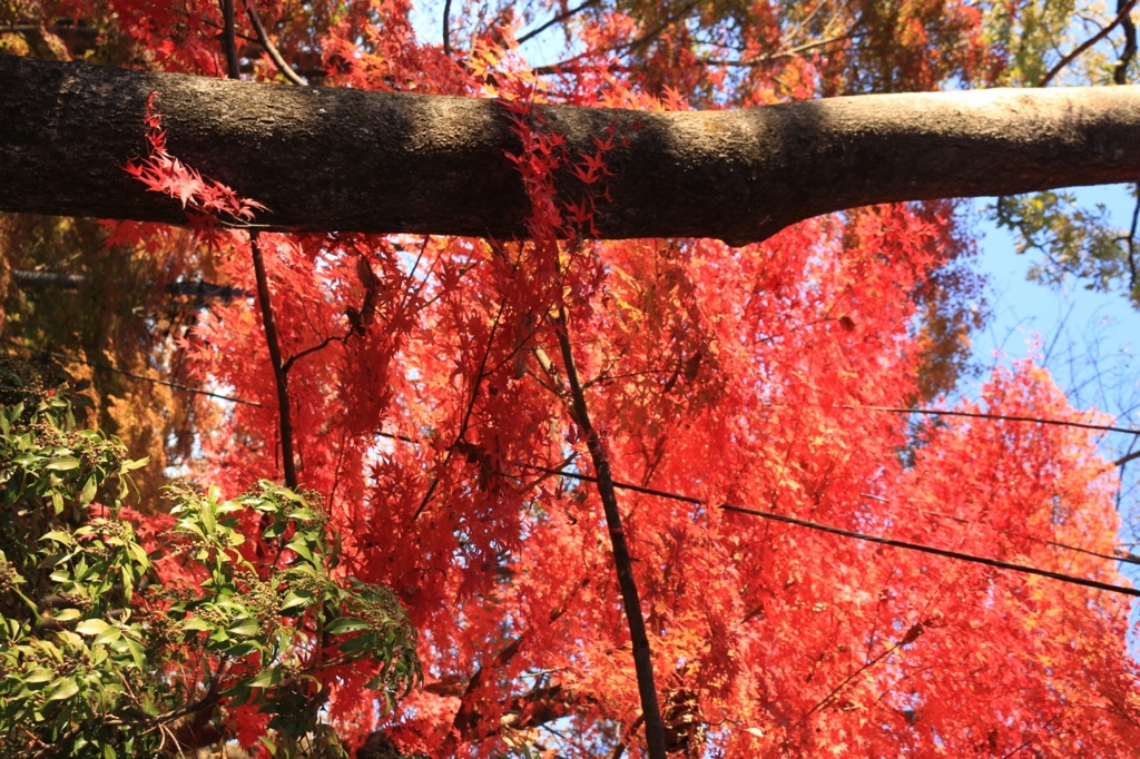 紅葉満開