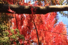 紅葉満開