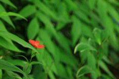 紫陽花と共に