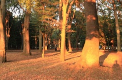 夕焼けの公園