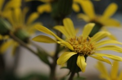 花黄