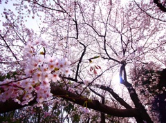桜降る