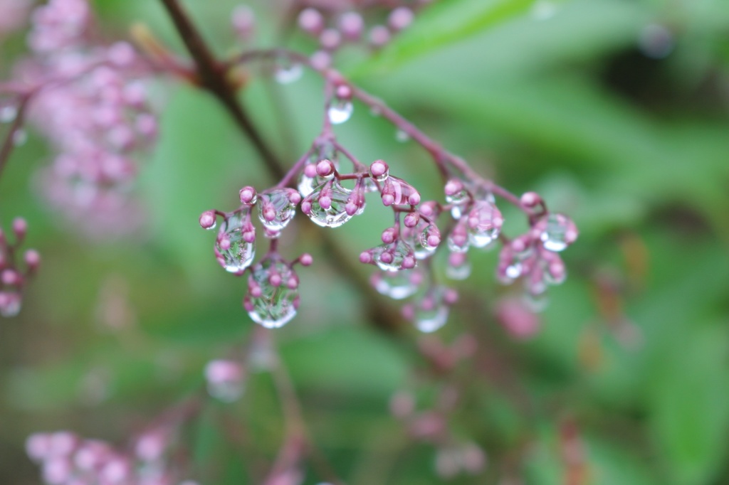 花雫