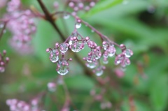 花雫