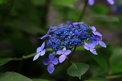 長谷 紫陽花