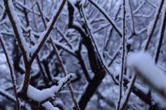雪枝