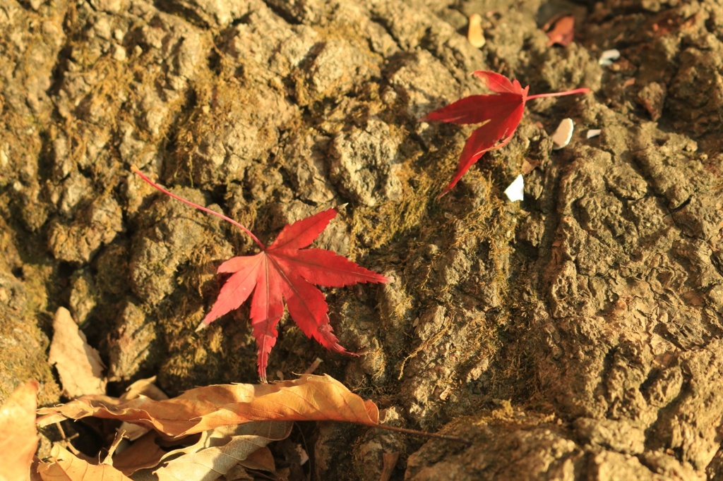 紅葉
