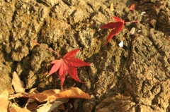 紅葉