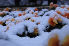 雪花