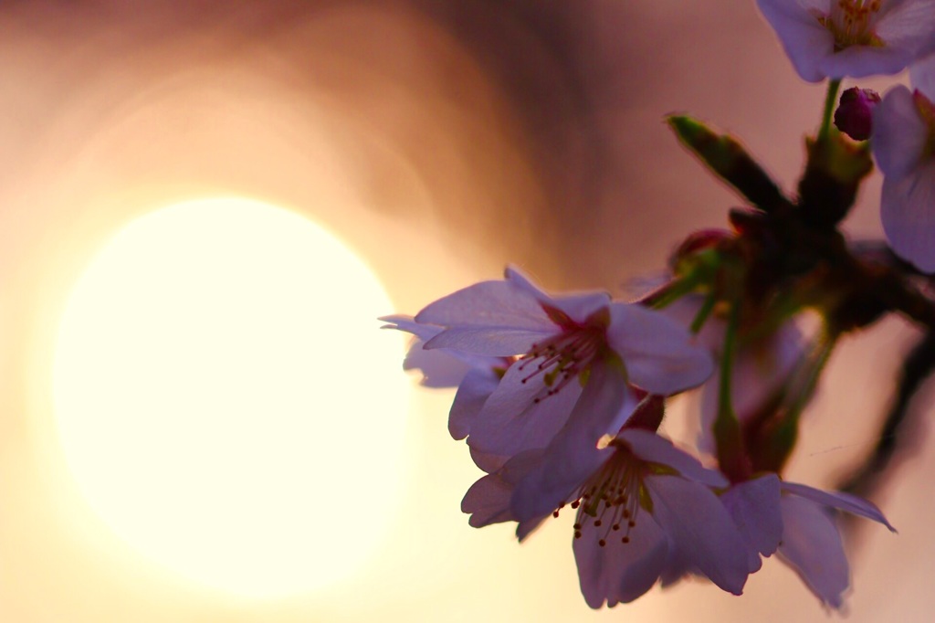 桜 夕日