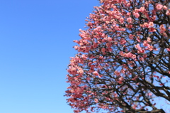 冬空に咲く花