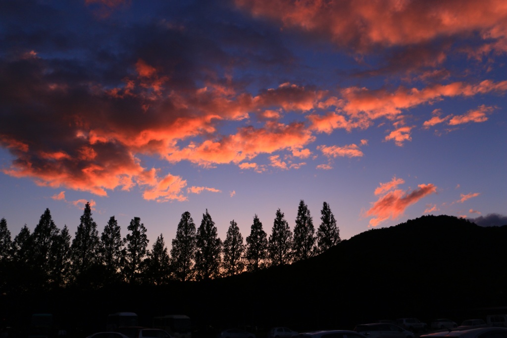 夕日と針葉樹