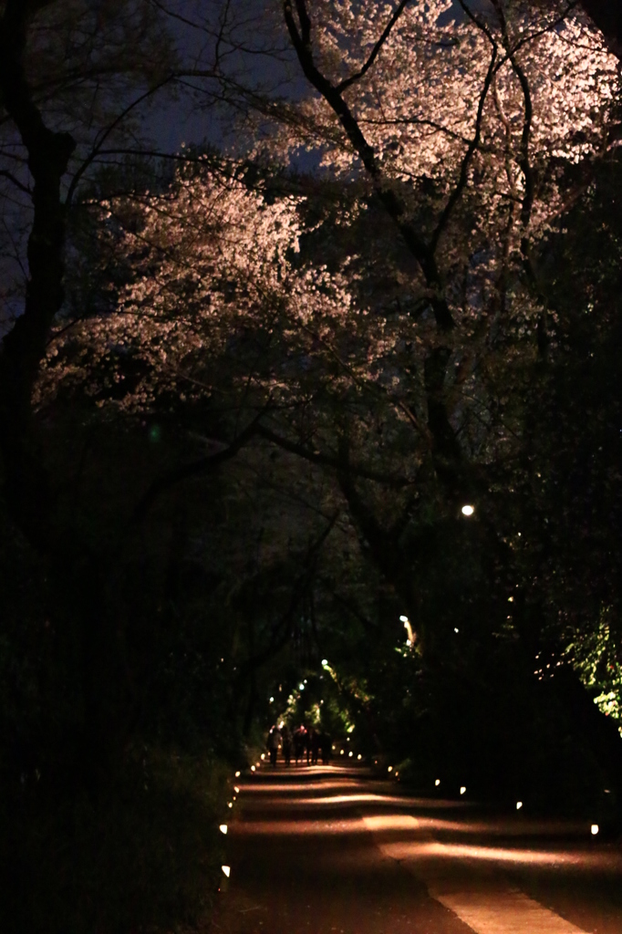 桜道