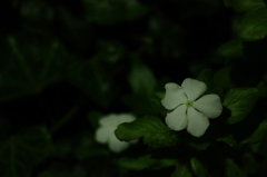 夜の花