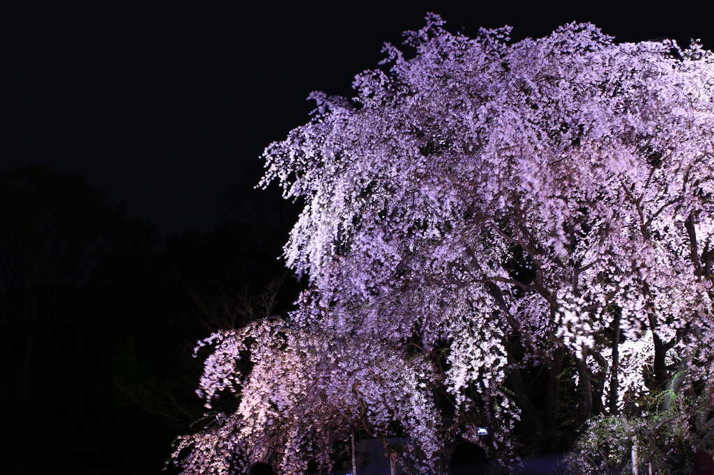 桜花絢爛