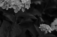 DSC_5433