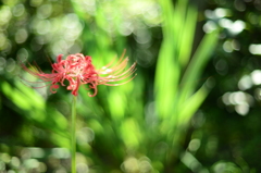 彼岸花の季節