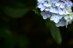 DSC_5451