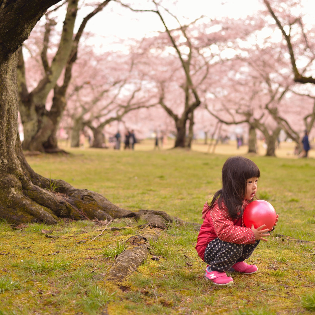 〜 桜の時 〜