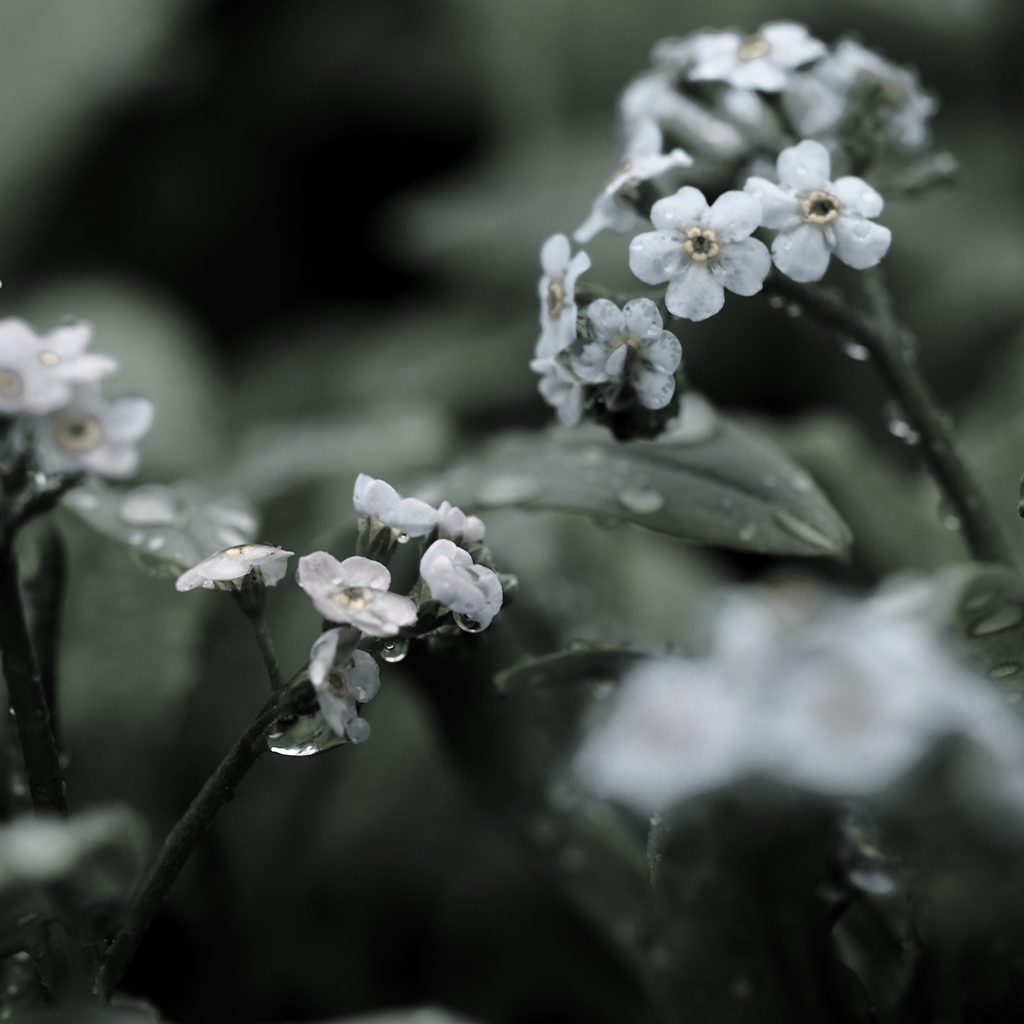 forget me not...