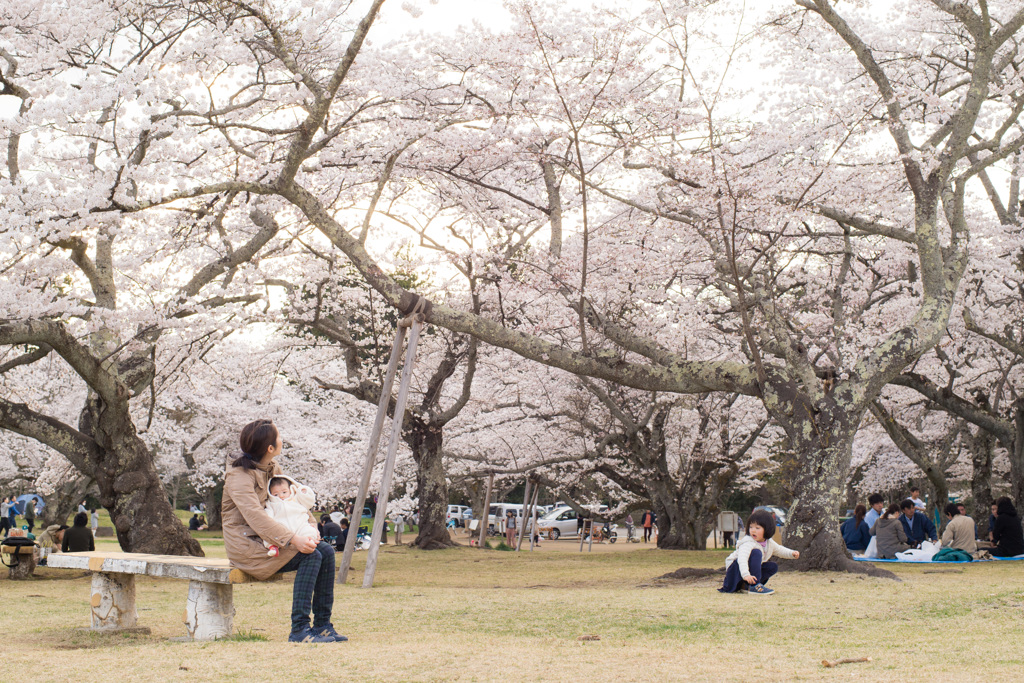 今年の桜は