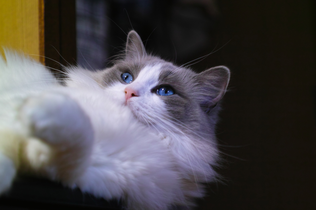 猫の日？