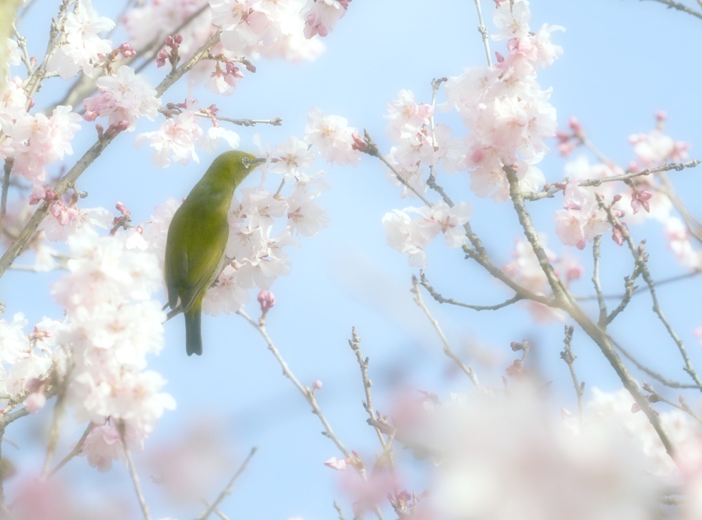 サクジローの出迎え