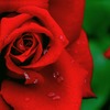 赤薔薇の涙 D2H