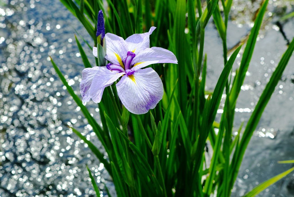 花菖蒲による静と動