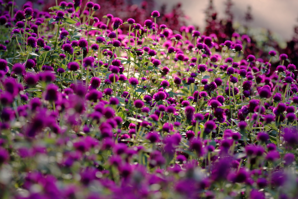紫の絨毯