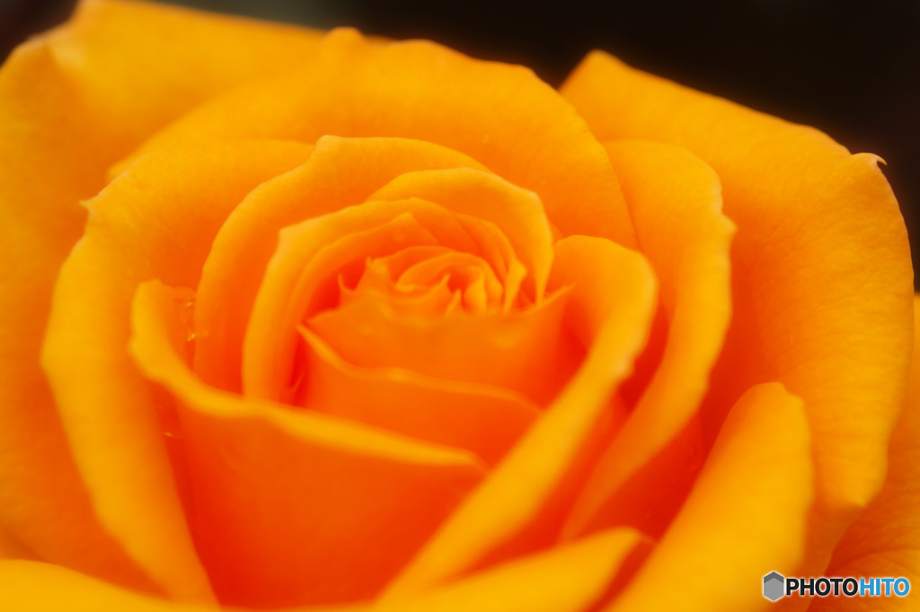 薔薇06