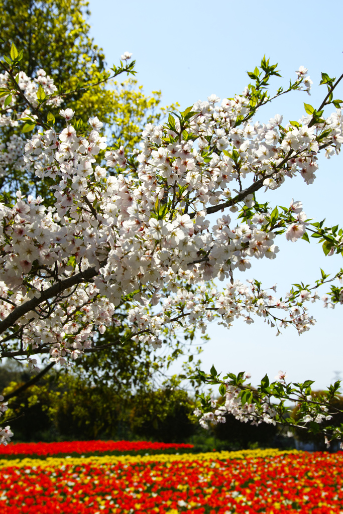 残り桜