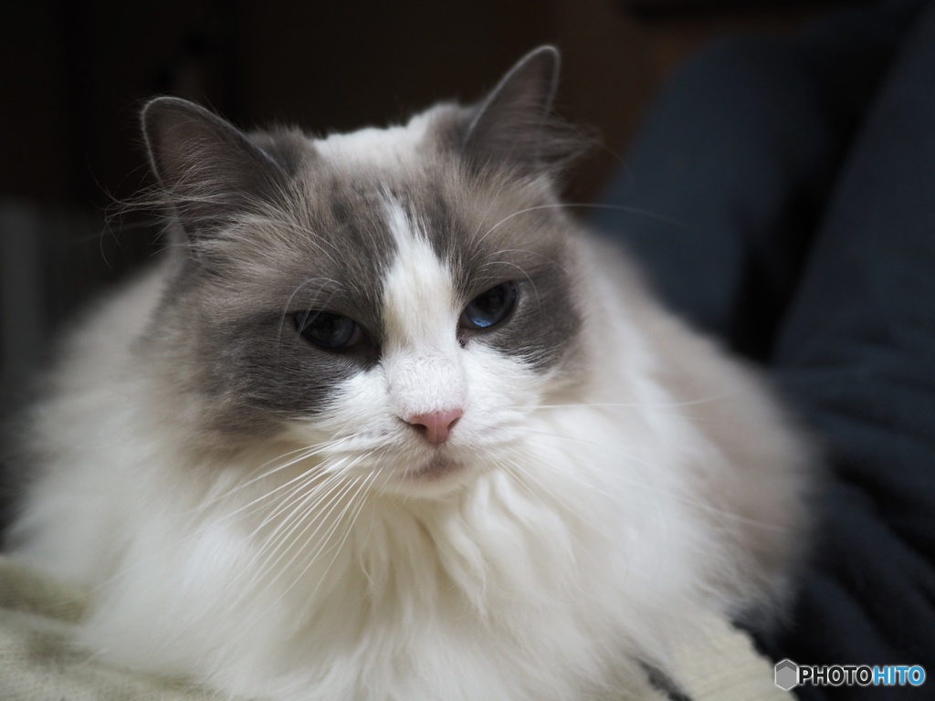 cat on the belly