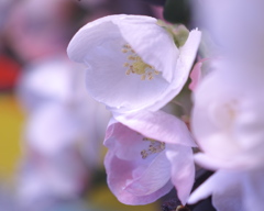 ボケぶり