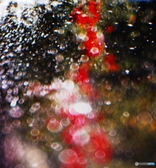 水浴び(Water drops of rose garden)