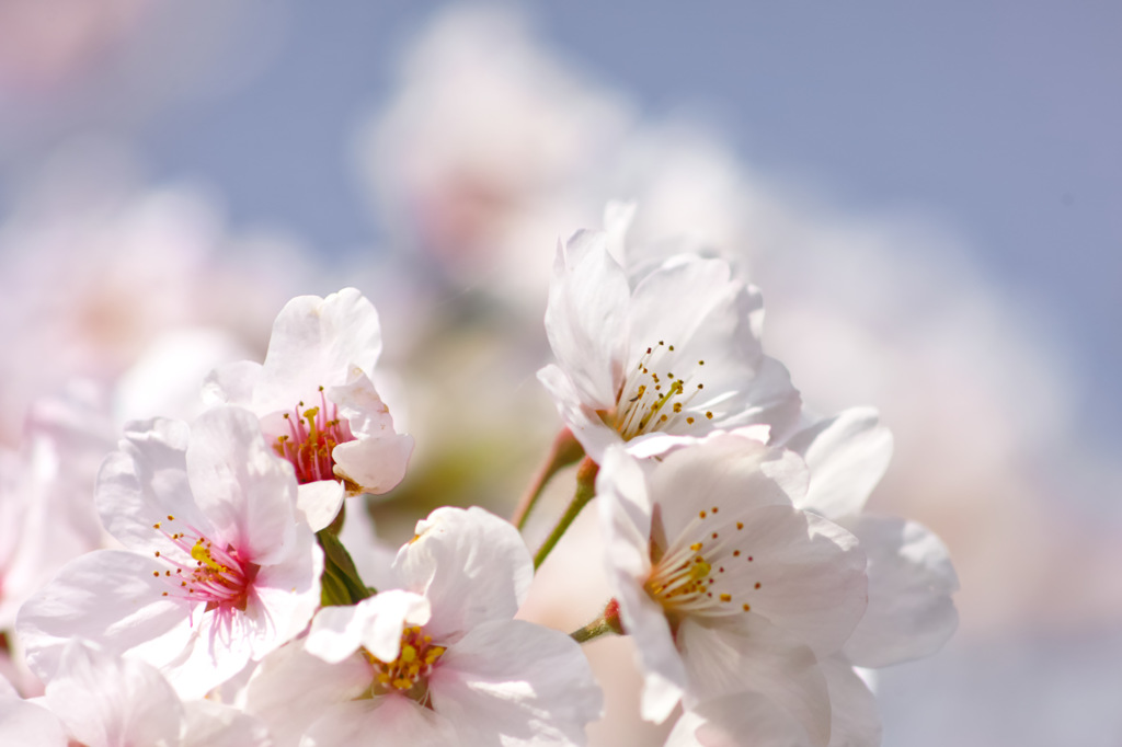 満開の桜