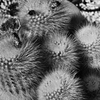 サボテン