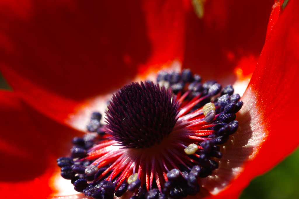 紅い花