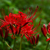 曼珠沙華 01