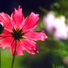 紅秋桜