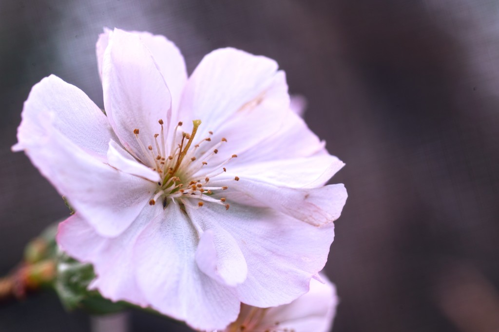 秋桜