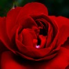 赤薔薇 SD1m