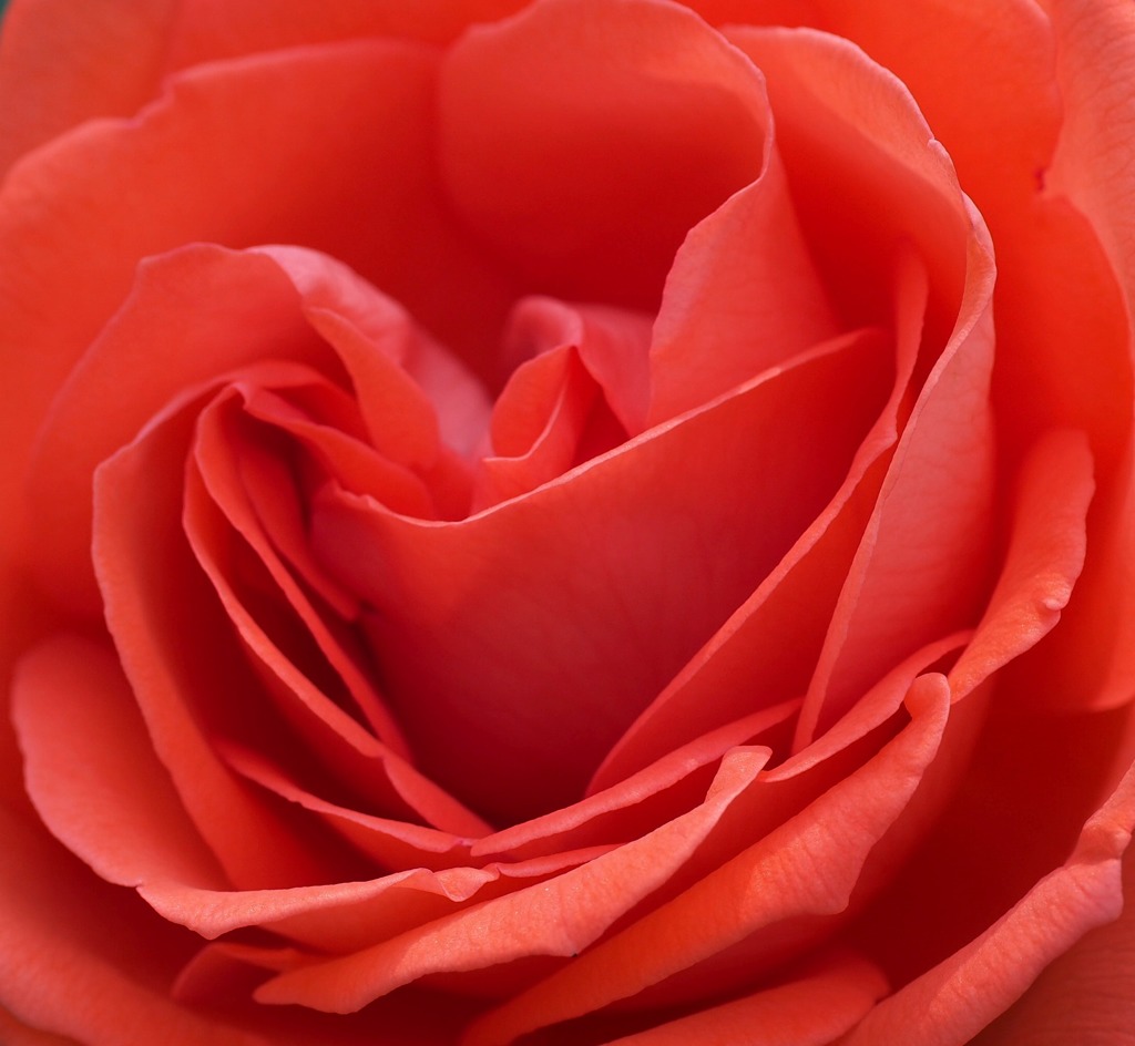 柔らかい薔薇