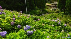 紫陽花の公園