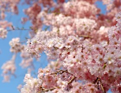 2017 満開の桜