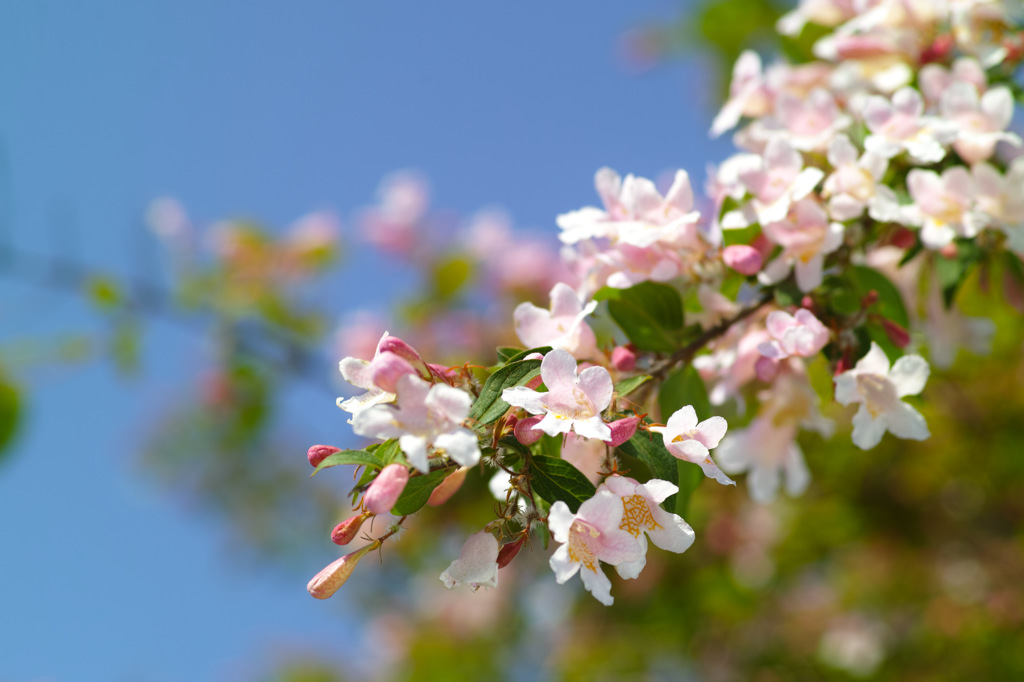 初夏の花