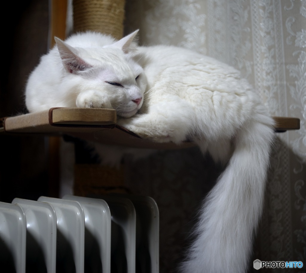 ここがイイ…Zzz