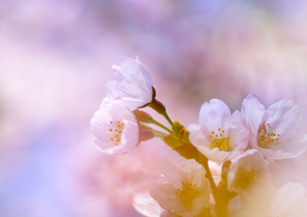 桜霞に包まれて