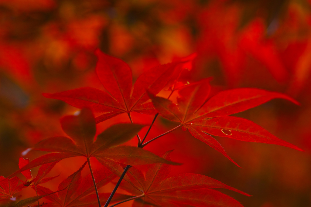 溌剌とした紅葉